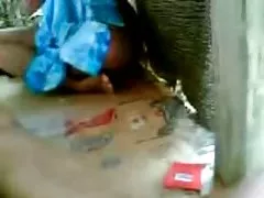 Малайский Будак jolai