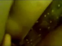 Малайский грудастой засушливым