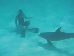 Sswimmig с фриски dlophin