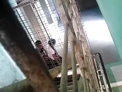 Bagito снова