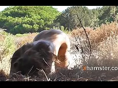 Собачий стиль для вуайеристов