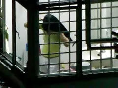 Сосед писк Сингапура