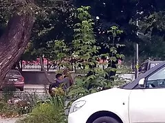 Horny, как скунс 4
