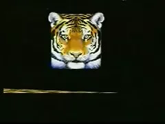 Азиатский 7436464